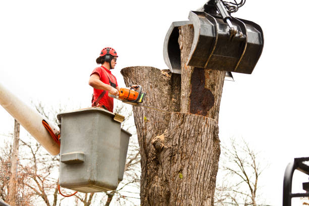 Best Tree Maintenance Programs  in Royal Palm Beach, FL